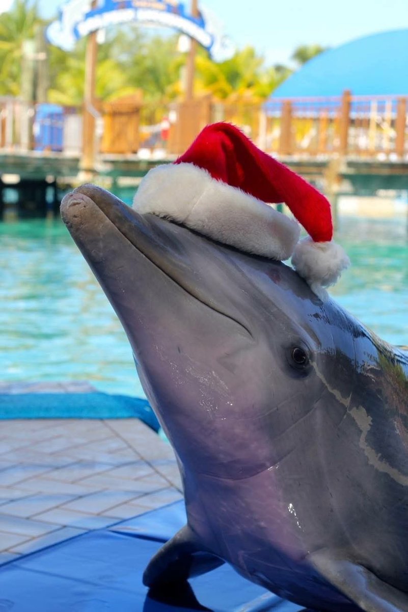 moaquarium's tweet photo. merry christmas 🎅🏻🐬 https://t.co/TJqLVYfIar