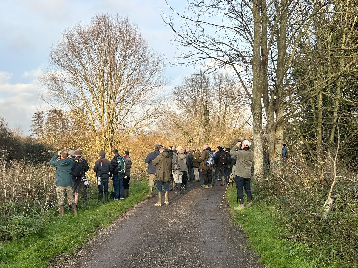 Brodie’s Birding tweet media