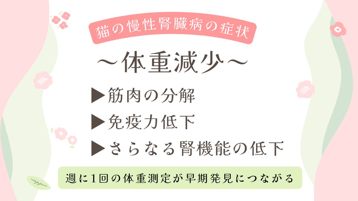 ZEROyamaken's tweet photo. 猫の慢性腎臓病（CKD）の症状、
「体重減少」について、執筆しました。
https://t.co/jy1UDeal0o

「体重減少」は、飼い主さんが、
比較的「早く気づくことができる」
重要なサインです。

慢性腎臓病の猫さんでは、
「BUNが50mg/dLを超えた」あたりから、
食欲の低下がみられます。

体重測定は、
⇒「家でできて」、
⇒「お金がかからなくて」、
⇒「痛くなくて」、
⇒「信頼性の高い」定期検査です。