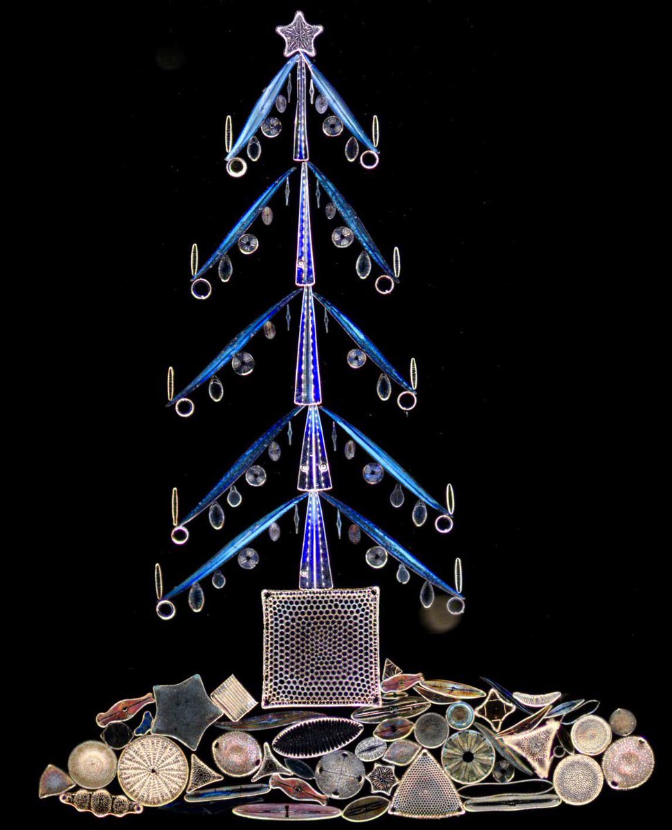 the world's smallest christmas tree made from diatoms