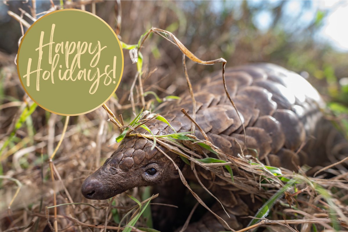 PangolinSG's tweet photo. Happy holidays from everyone at the Pangolin Specialist Group! ⛄️🎄🎁 https://t.co/W2gW1oJDHn