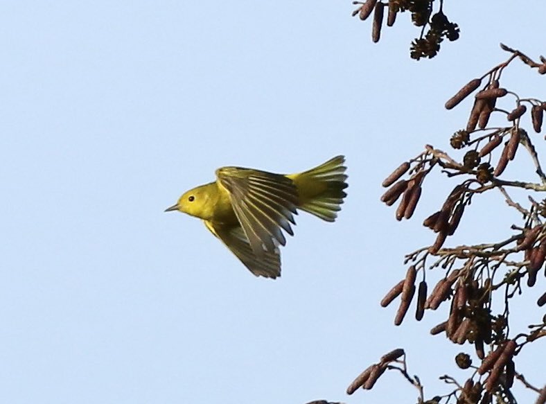 Santa came early today, American Yellow Warbler at New Hythe Kent, pleased to get a flight shot!