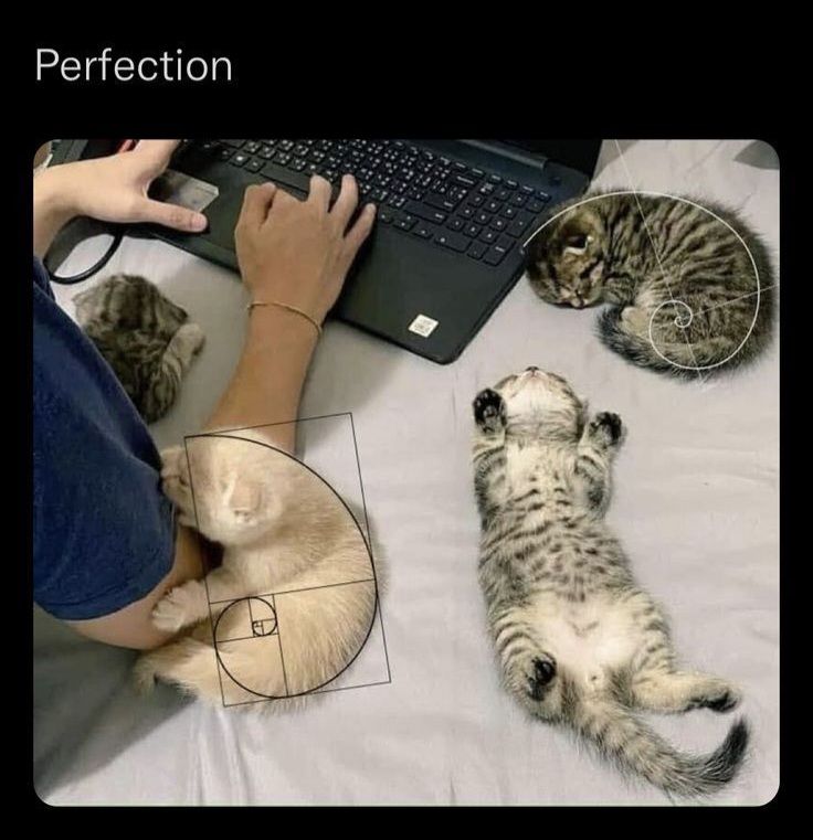 PostsOfCats's tweet photo. https://t.co/kjo8tE6VDy