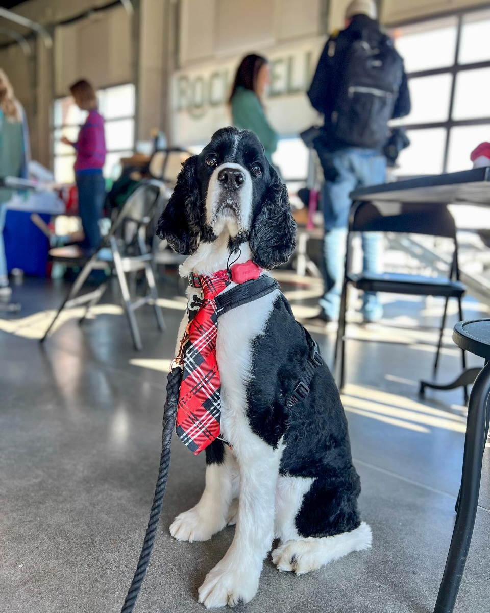 FitBark (@fitbark) on Twitter photo We heard Santa was making an appearance at <a href="/rockwellbrewery/">Rockwell Brewery</a> today!π
π· : <a href="/antjecarsen/">antje hultgren</a> We heard Santa was making an appearance at <a href="/rockwellbrewery/">Rockwell Brewery</a> today!π
π· : <a href="/antjecarsen/">antje hultgren</a>