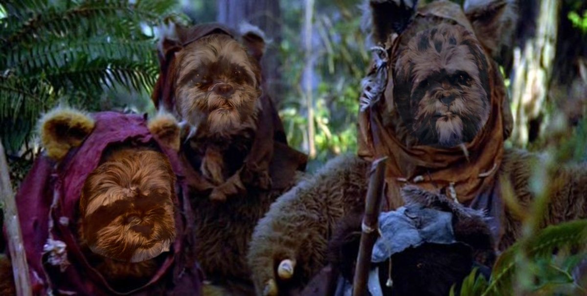 myhellblack's tweet image. Да, я все ещё издеваюсь над фотографиями своей собаки. Но я думаю он не против 
#StarWars #Dog