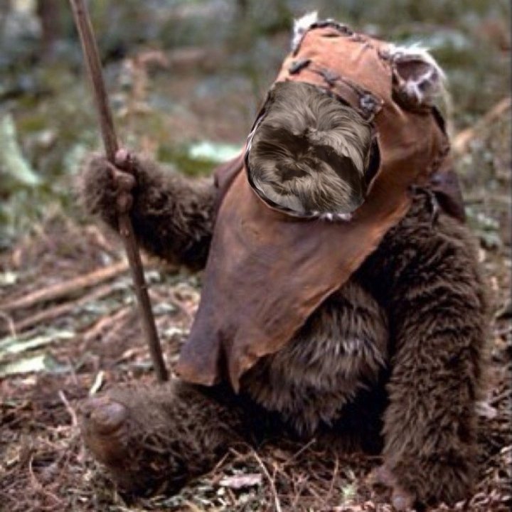 myhellblack's tweet image. Да, я все ещё издеваюсь над фотографиями своей собаки. Но я думаю он не против 
#StarWars #Dog