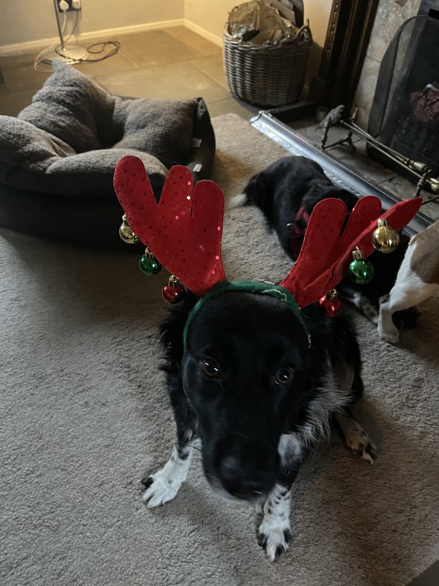 Liz Jones Goddess tweet media