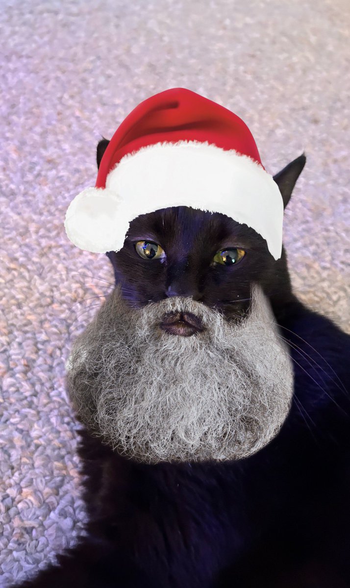 TomKattman's tweet image. Merry Christmas from Puma to all, especially her kitty cat pals. 😸