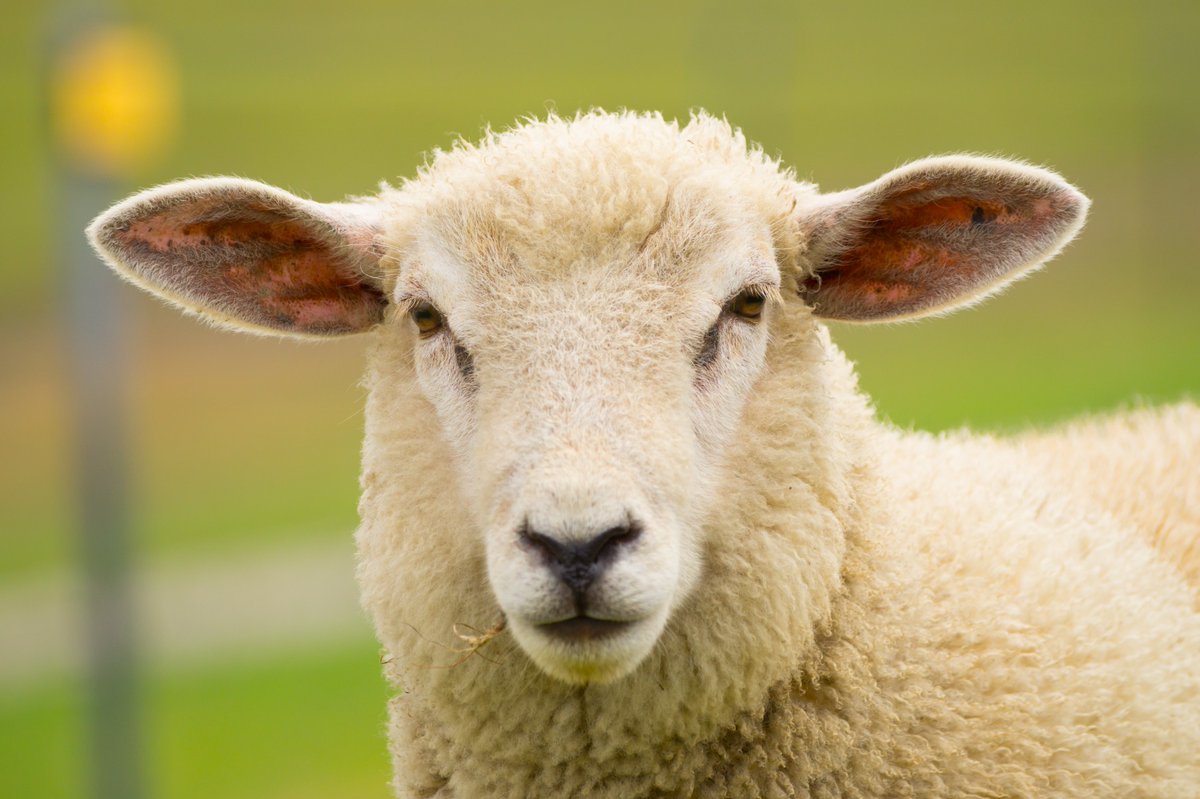 🐑 La lana di pecora: un tesoro naturale!
Termoregolante, antibatterica, biodegradabile e mulesing-free. FASTE ti offre prodotti sostenibili per il tuo comfort e il pianeta. 🌍
💡 Scopri di più: artigianodellegno.ch/lana-no-02-la-…

#Sostenibilità #LanaEtica #Faste #Benessere