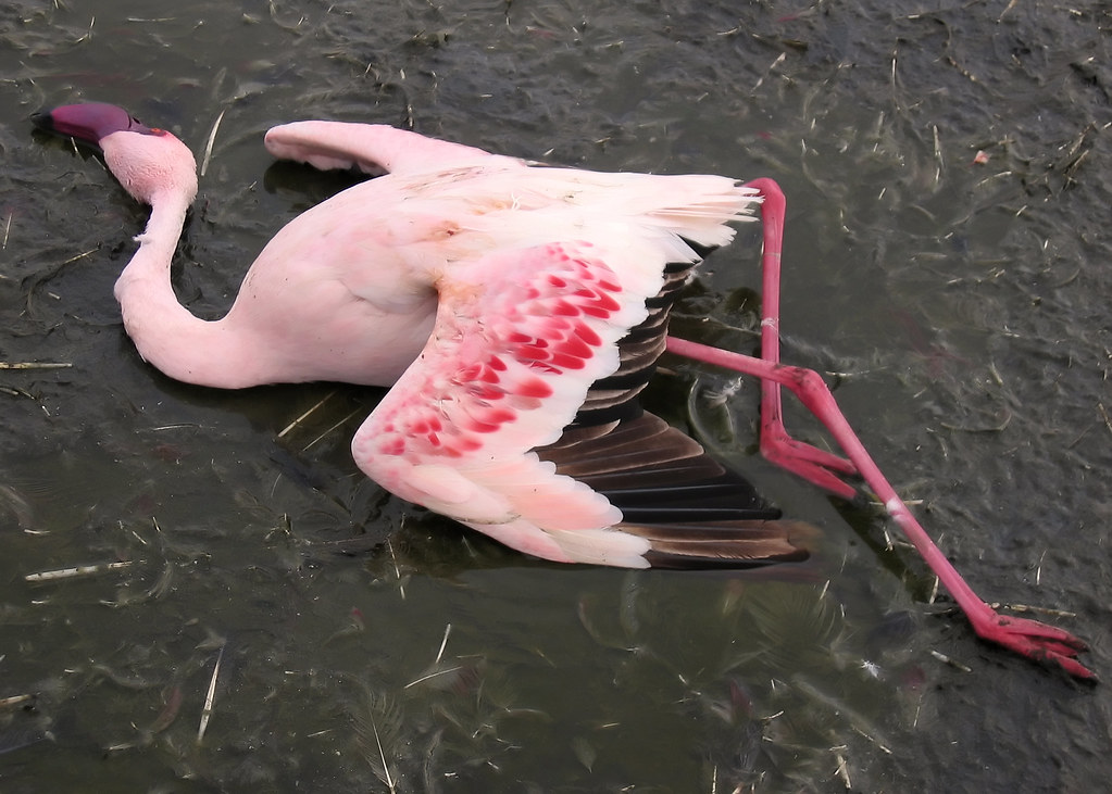 Going into 2025 like… $IGEX