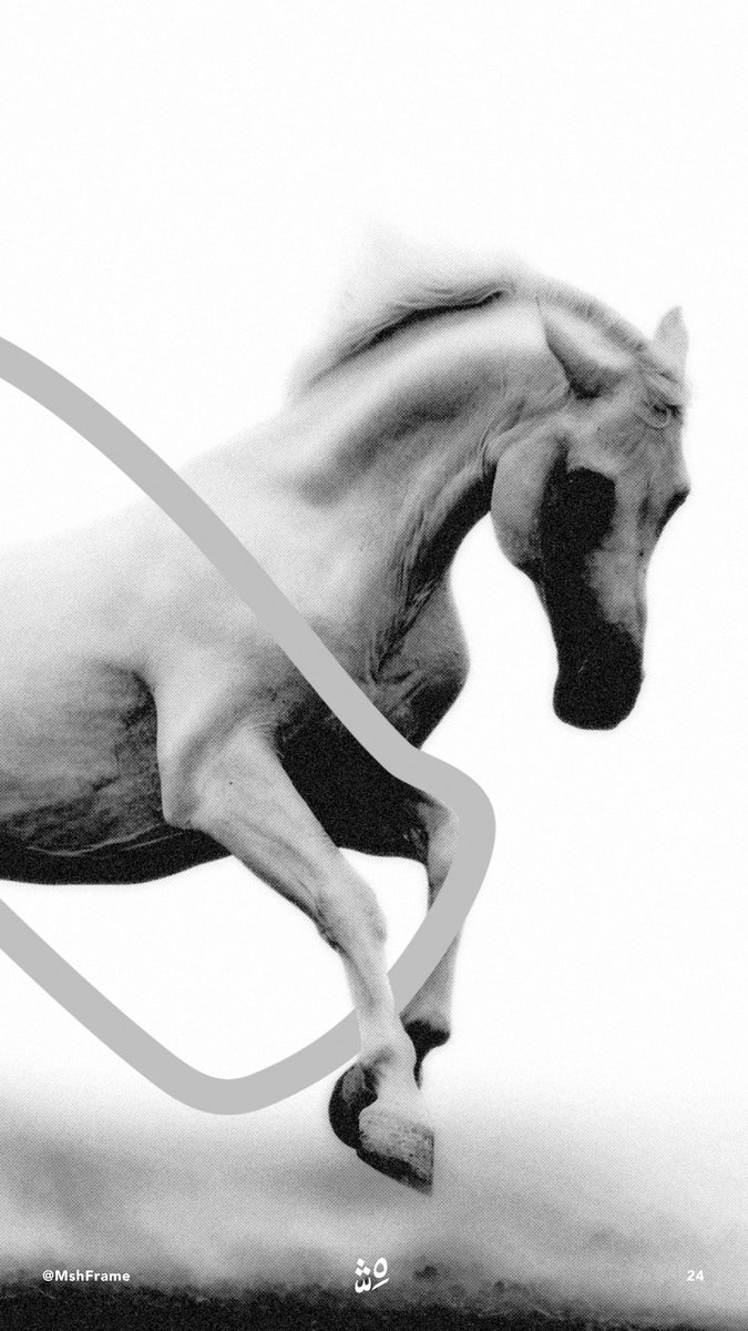 MshFrame's tweet image. عام الخيل العربي؟