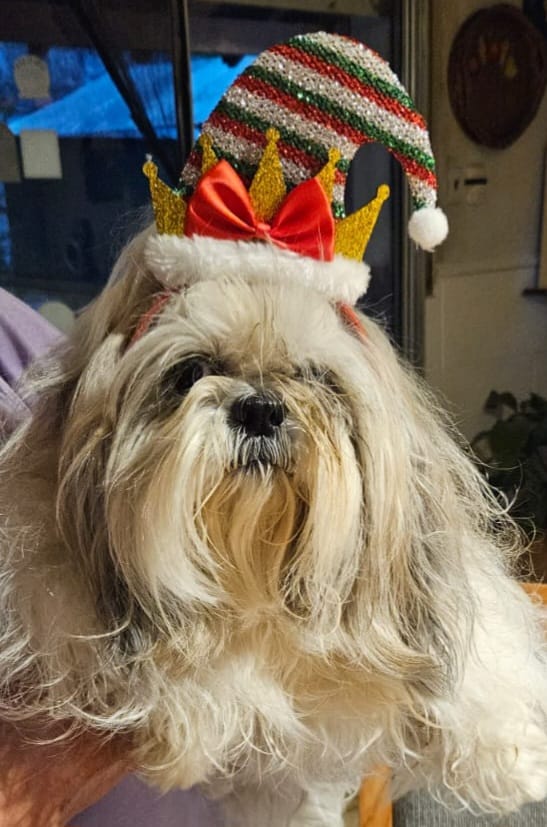 Vilella49's tweet photo. #tncentral Oli festejando navidad en Chascomús, con el árbol del muelle de fondo, felicidades a todo TN. https://t.co/WBp2umyONi
