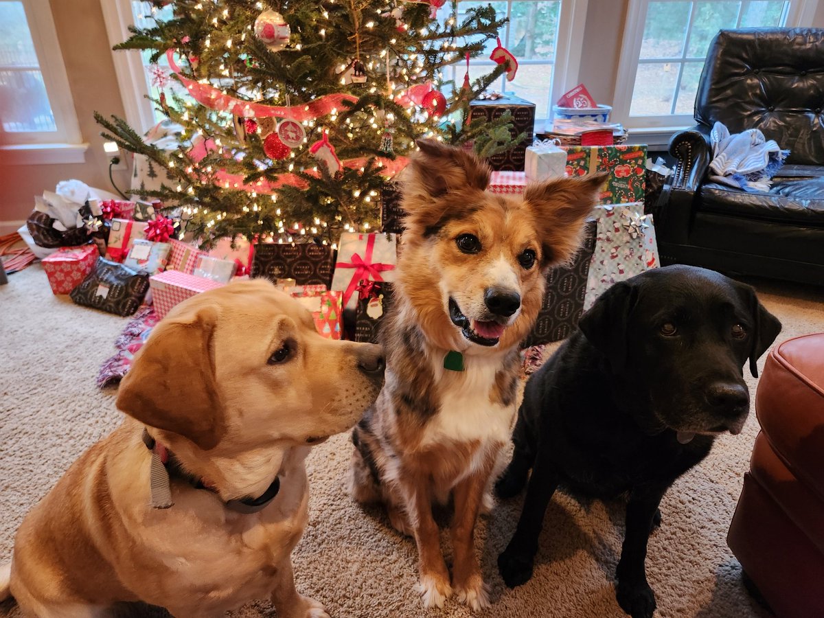 Piper, Maverick, and Leia say Merry Christmas