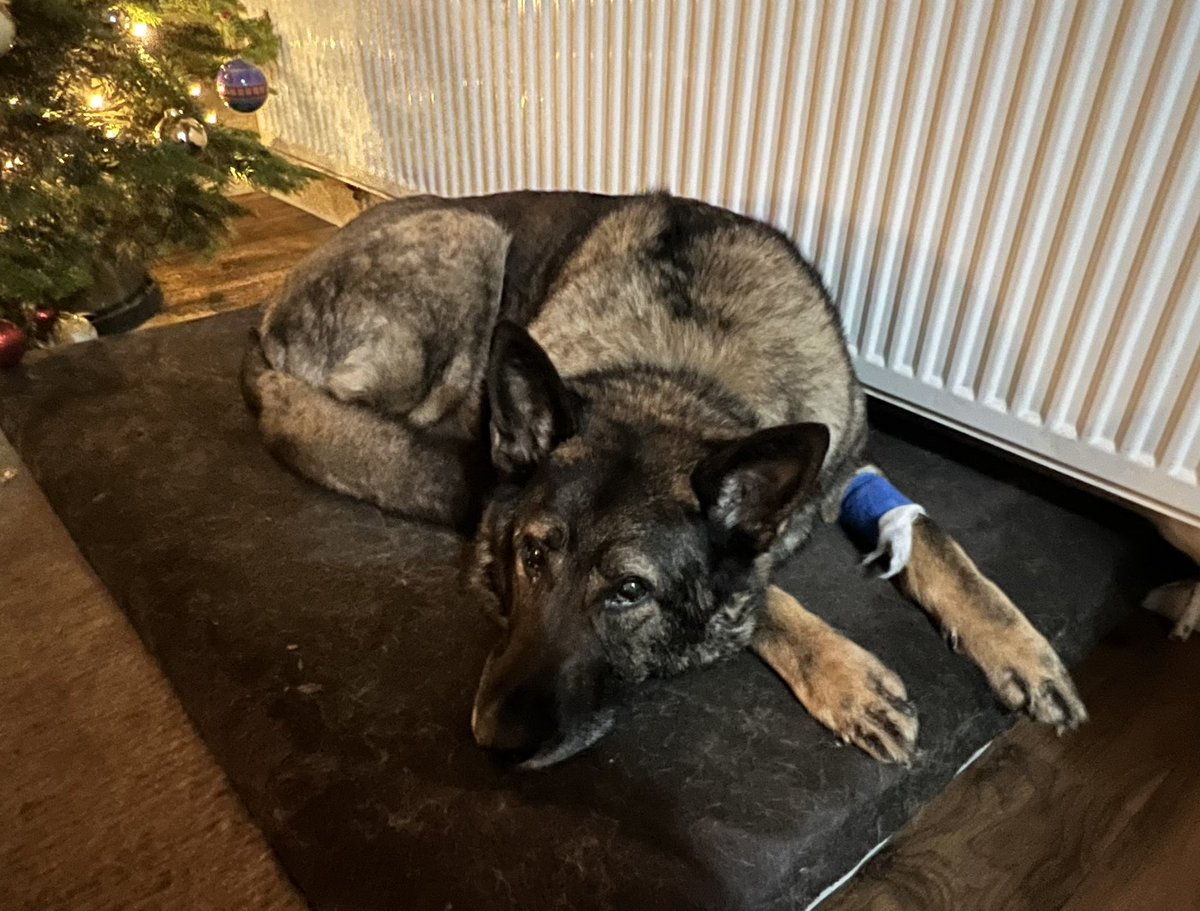PD Jinx & RPD Duke 💙💙 tweet media