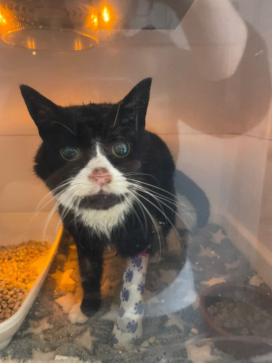 Bradford Cat Watch Rescue tweet media