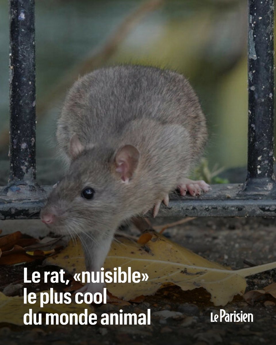 Le Parisien tweet media