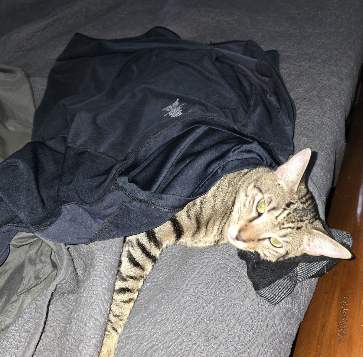 KwhiteSWFL's tweet photo. Parker had a super rough morning, I had to gove him a sock pillow and my shirt for warmth...

#Tiredkitty
#Internetcat
#xcat https://t.co/r3yv9jNhxQ