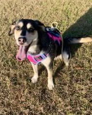 Bianca is a darling girl needing a rescue!! She is rescue only and cant get out of the shelter without a rescue!!  Please help Bianca. She needs pledges and retweets because she has gone past her get out of shelter date!!  Please, please pledge and retweet