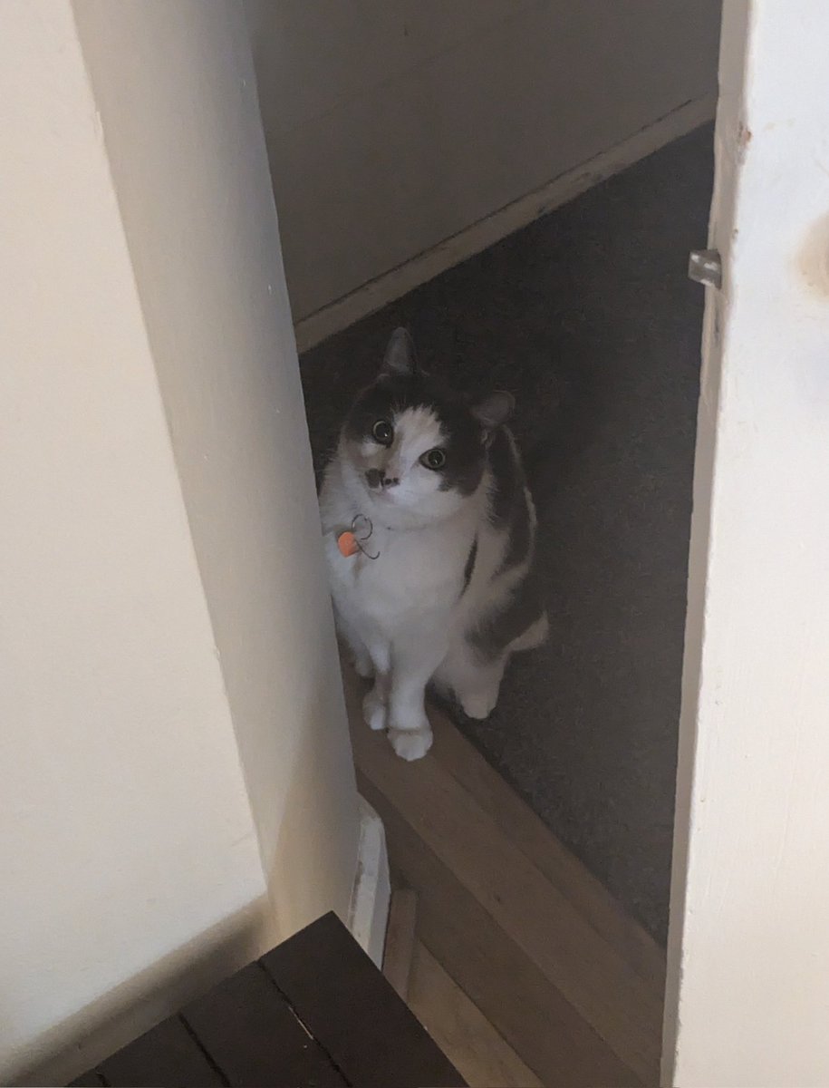 austinmcaustin's tweet photo. @MetalGearFacts1 This is Frances and Norman. Frances has had eye issues on multiple occasions but calms himself with the knowledge that worst case scenario, he will be  just like his hero big boss https://t.co/bRkTwja58h