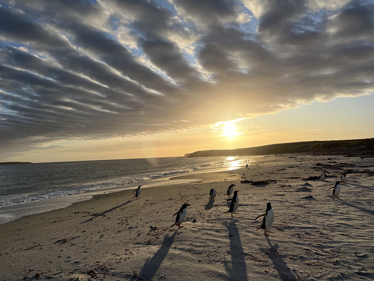 Penguins dancing at sunset for Christmas Eve.

I know this is a hard time for many, but sending love, peace and penguins to you all. xxx