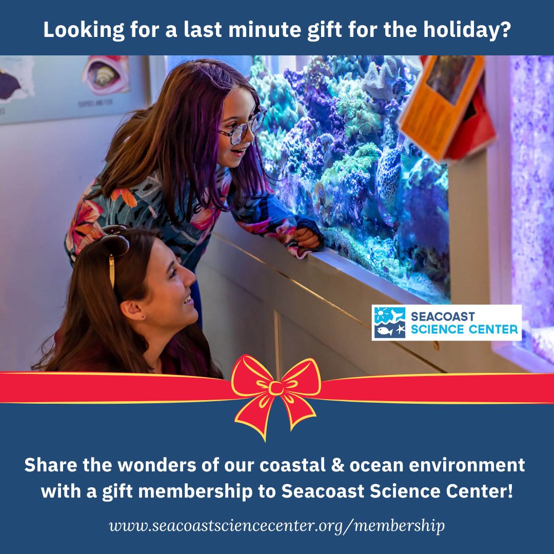 SeacoastSciCtr's tweet image. Looking for the perfect last minute, #holidaygift? A #gift membership to Seacoast Science Center is a year of unforgettable experiences and discovery along the #nhseacoast for your friends and family. #Membership levels and additional info can be found at: seacoastsciencecenter.org/membership