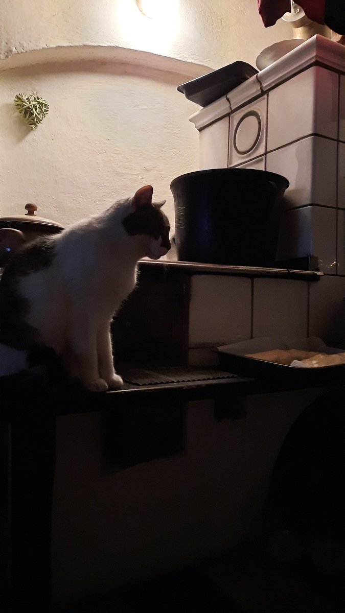 hareinacup's tweet photo. merry christmas and happy holidays my out of cup friends! (photo of my stepdad's cat) https://t.co/Q7Fz6g7RRp