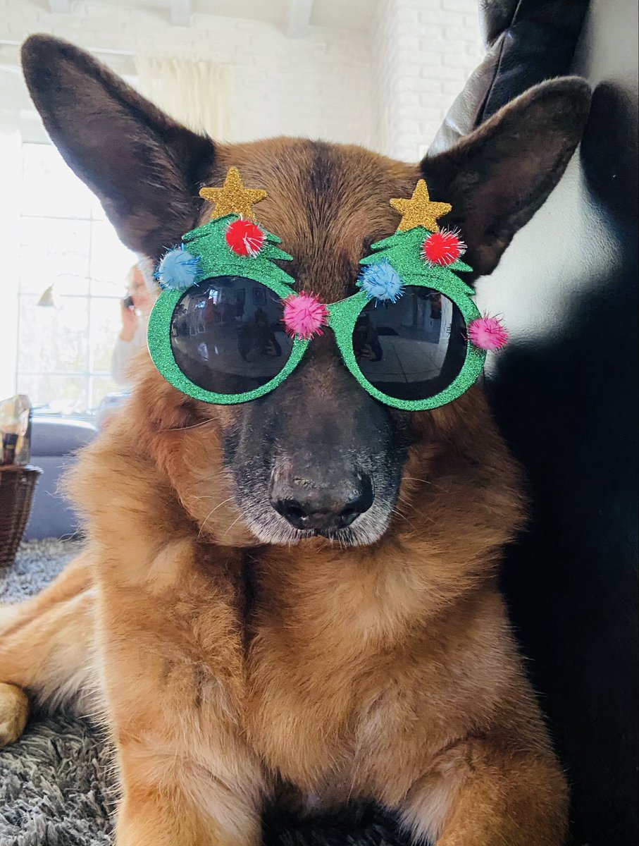 Merry Christmas everyone!
Happy Holidays!
In Memory of our beloved boi!
#Animal #AnimalLovers
