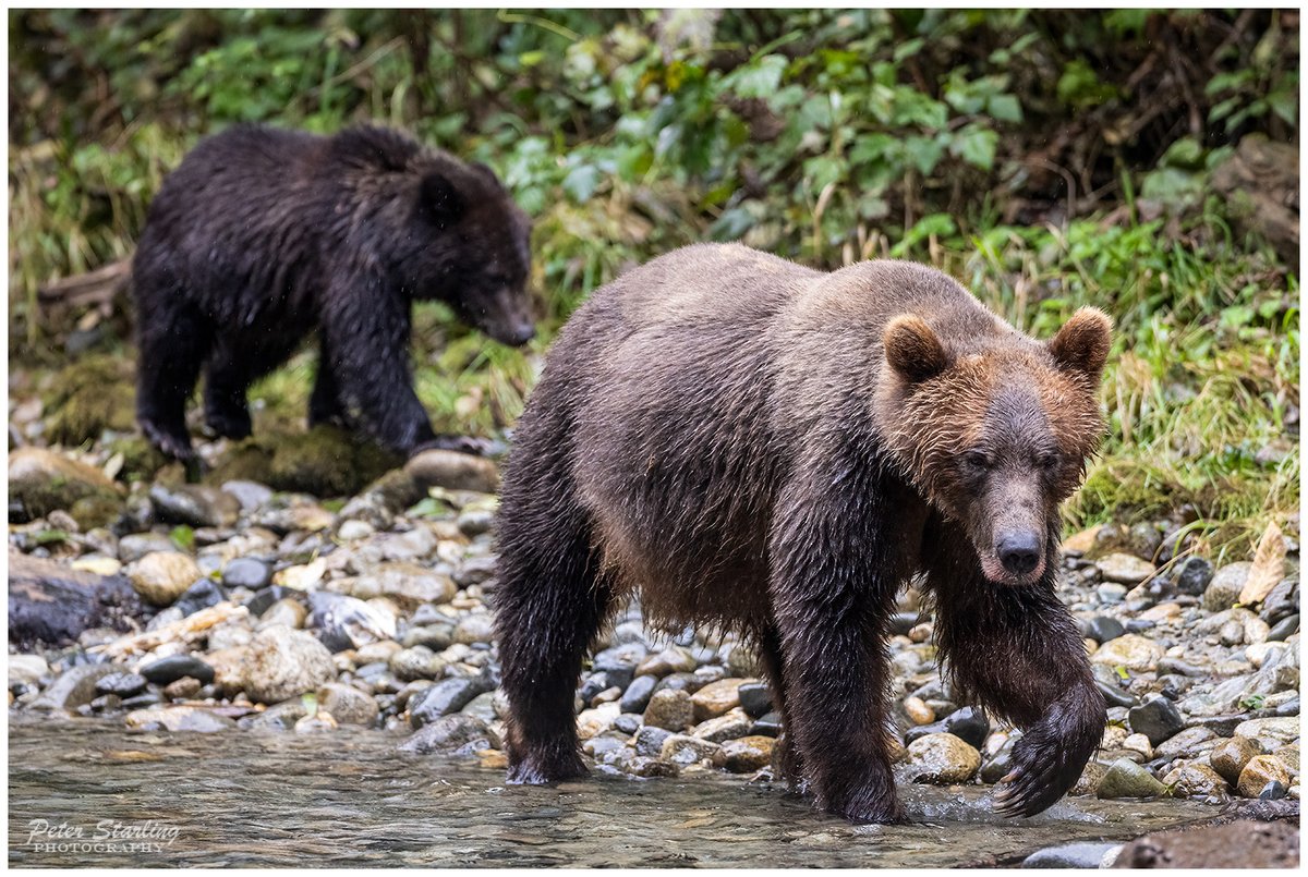 Peter__Starling's tweet photo. The final photo of my countdown is one from the best wildlife trip we've been on - to the Great Bear Rainforest to search for grizzly bears.
We stood on the river bank as this mother &amp; cub caught salmon in the river right in front of us. An incredible experience.
Happy Christmas! https://t.co/AgH9hB6KTe