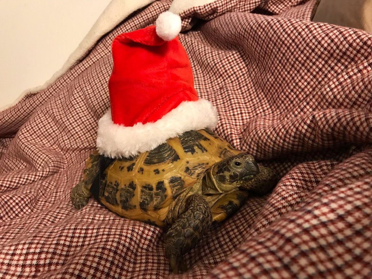 TortTime's tweet image. I heard Santa was on his way with treats.. I hope he hurries up! #happyholidays to all our pet friends and their humans. Here’s hoping we get dandelions in our stockings! Humans don't like dandies? Oh then best give them to me 😁 #tortoise #turtle #pets #animals #Christmas
