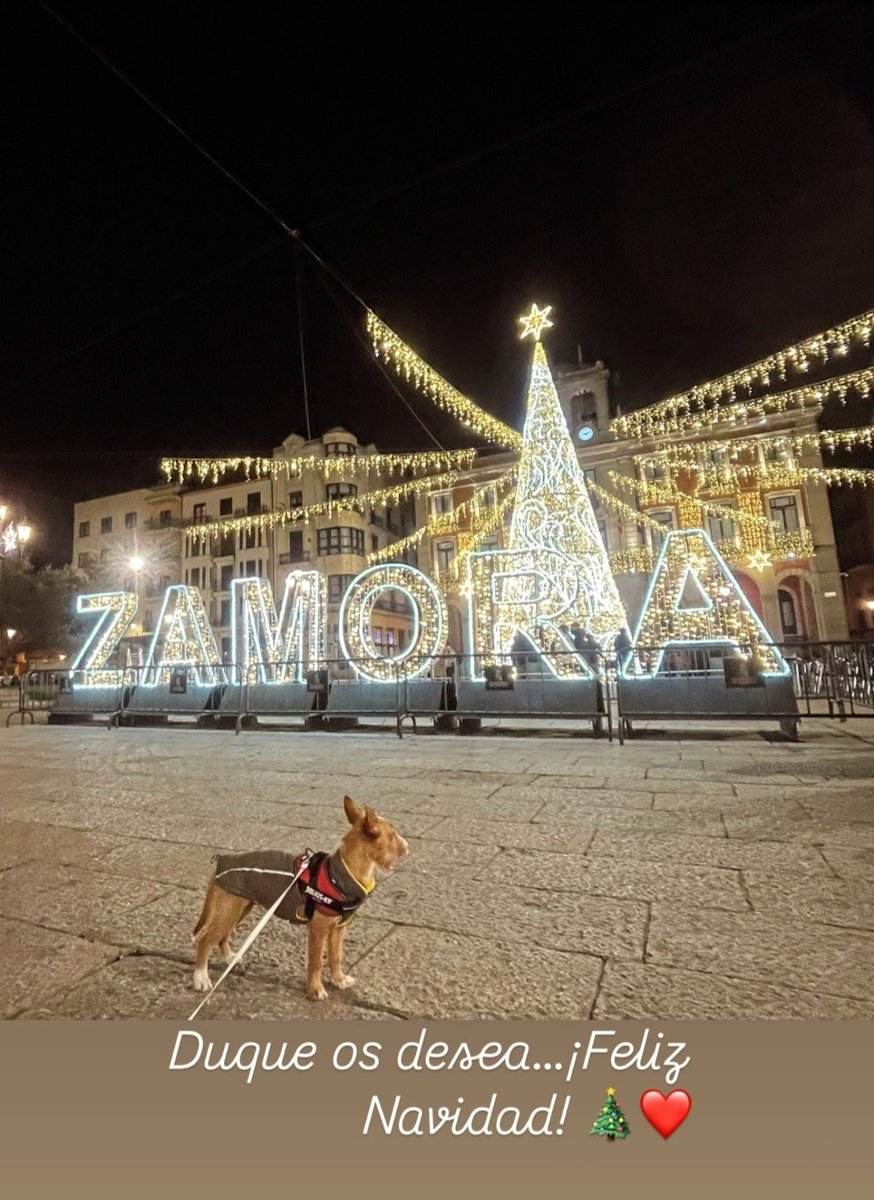 Duque os desea #FelizNavidad !! Se ha ido adoptado a una familia maravillosa. Ojalá el resto de nuestros peluditos tengan tanta suerte.No hay mejor #regalos de #Navidad2024 que encontrarles un hogar 
#adopta