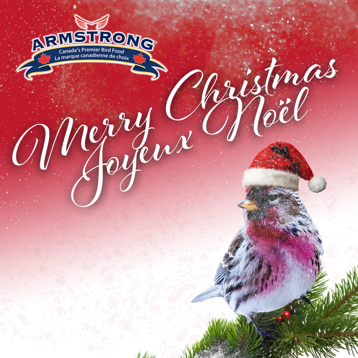 armstrong_bird's tweet photo. Merry Christmas from us at Armstrong! 
Joyeux Noël à Armstrong ! https://t.co/Y1t5HvtOTN