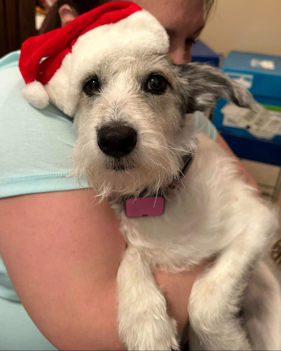 beaglefreedom's tweet photo. Merry Christmas Eve from our #BFPAlumni and their adorable siblings! 🎄

 #beaglefreedom #bfp #freethebeagles #endanimaltesting #endanimalcruelty  #crueltyfree #beagle #beagles #crueltycutter  #endanimalexploitation #freedomfields #beagle #beagles https://t.co/1qivubDGt2
