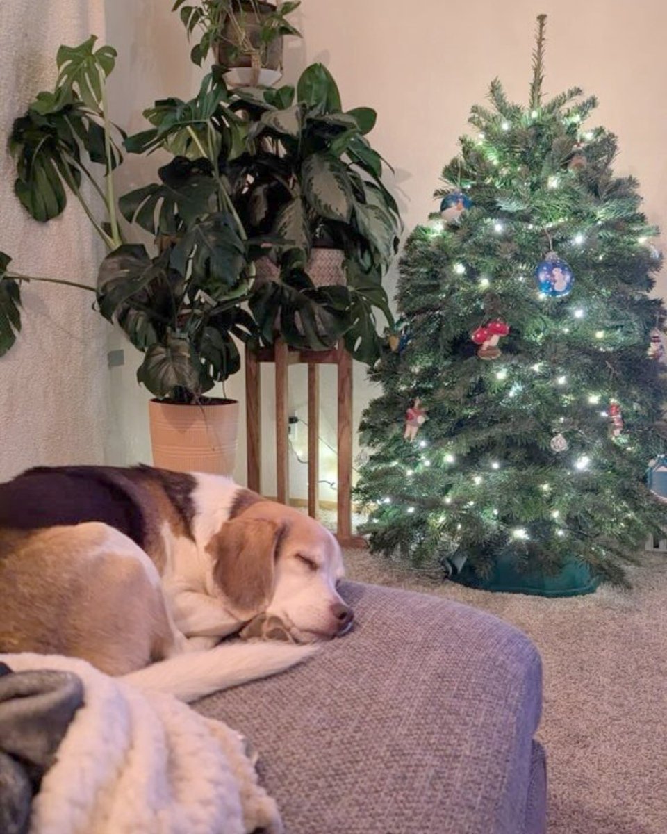beaglefreedom's tweet photo. Merry Christmas Eve from our #BFPAlumni and their adorable siblings! 🎄

 #beaglefreedom #bfp #freethebeagles #endanimaltesting #endanimalcruelty  #crueltyfree #beagle #beagles #crueltycutter  #endanimalexploitation #freedomfields #beagle #beagles https://t.co/1qivubDGt2