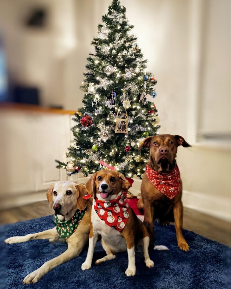 beaglefreedom's tweet photo. Merry Christmas Eve from our #BFPAlumni and their adorable siblings! 🎄

 #beaglefreedom #bfp #freethebeagles #endanimaltesting #endanimalcruelty  #crueltyfree #beagle #beagles #crueltycutter  #endanimalexploitation #freedomfields #beagle #beagles https://t.co/1qivubDGt2