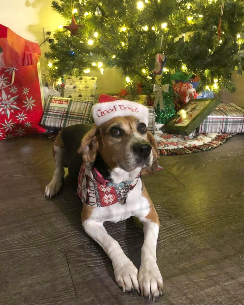 beaglefreedom's tweet photo. Merry Christmas Eve from our #BFPAlumni and their adorable siblings! 🎄

 #beaglefreedom #bfp #freethebeagles #endanimaltesting #endanimalcruelty  #crueltyfree #beagle #beagles #crueltycutter  #endanimalexploitation #freedomfields #beagle #beagles https://t.co/1qivubDGt2