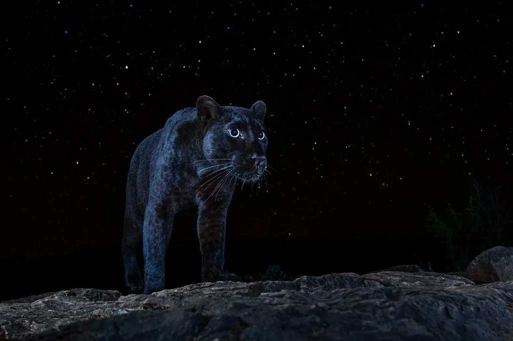 African black leopard under the stars 

[📸 Will Burrard-Lucas]