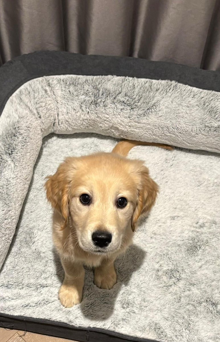 sixstarchaser's tweet photo. We got our first puppy, Barolo 18 years ago, Paco is 12 years old and Rafa got home last Tuesday. I’ve forgotten how hard having a puppy is, oh but so worth it https://t.co/cnDFTPsz6C