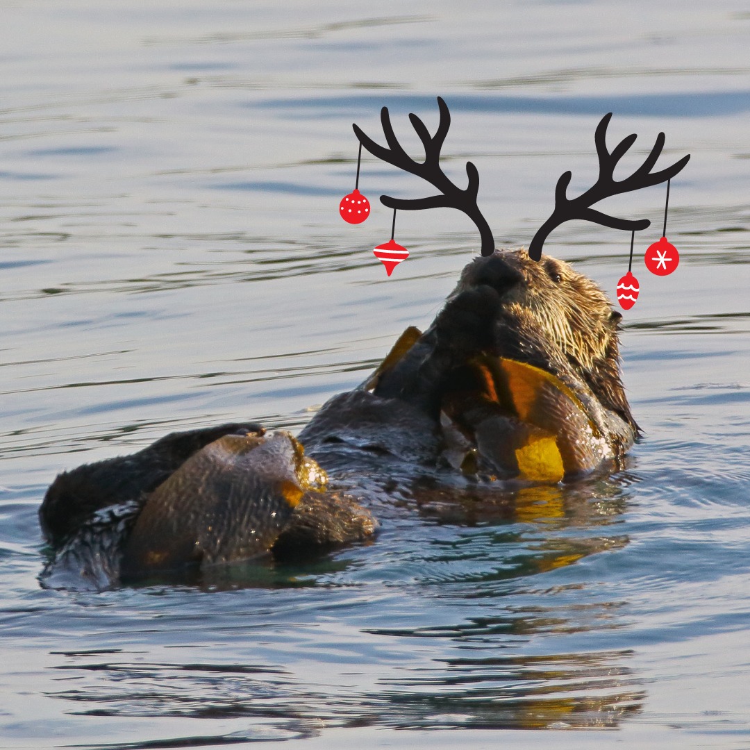 ElakhaA's tweet photo. 🎄🌊 Happy Holidays from the @ElakhaA ! 🦦✨

May your holidays be filled with joy, love, and the wonder of nature. 💙 RT if you appreciate #seaotters!

#Oregon #oregoncoast #seaotter #otters #kelp #kelpforest #ocean #cutenanimals #merrychristmas #happyholidays https://t.co/6wqMbwdIAy