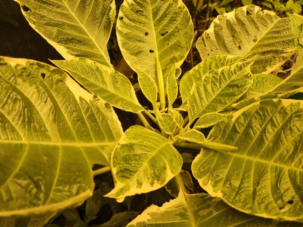 Merry Christmas  from Exotic Earth Plants. A big year this year achieving National Collection Status for Brugmansia. Adding around 40 new cultivars to the collection, including rare B.Hurtwood Elinor and registering 2 brand new cultivars.  Festive greetings to all 🎄