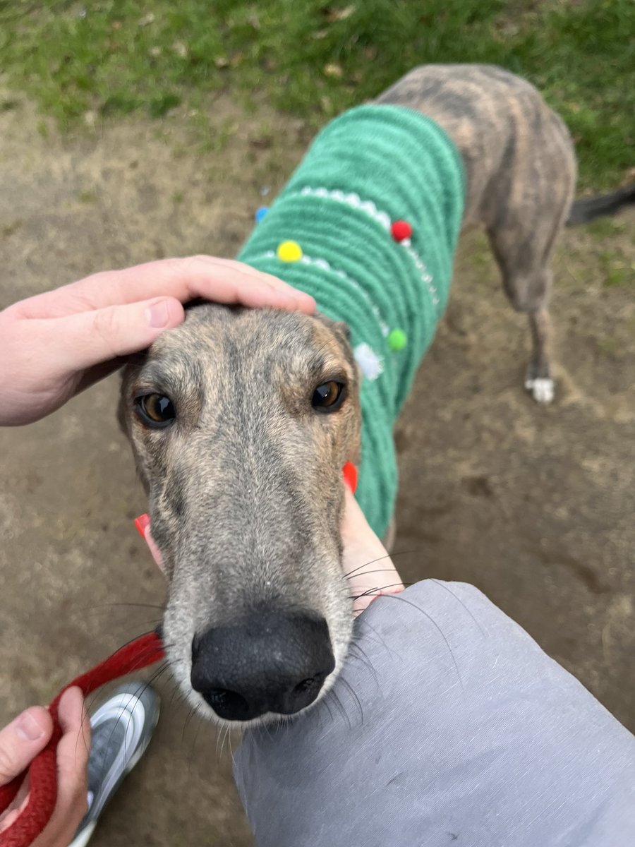 MWDpartnership's tweet photo. Oz (Whyaye Man) was this year’s Derby 3rd but now he’s retired and all ready for Christmas 🎄

Merry Christmas from all at Imperial Kennels 🎁✨🎅🏻 https://t.co/JU7LhbIWZL