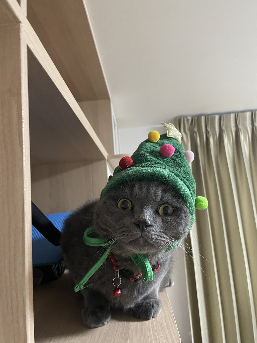 GG_GGJs's tweet image. You're just like Christmas day 🎄
╲⠀╲ ⋆⠀╲         ╲
   ╲⠀╲     ☾⋆.˚ ⠀ ╲ ⋆｡
      ☆⠀ ╲⠀⠀ ⊹   ⠀.   ☆
                  ⊹ ⠀⠀ ★