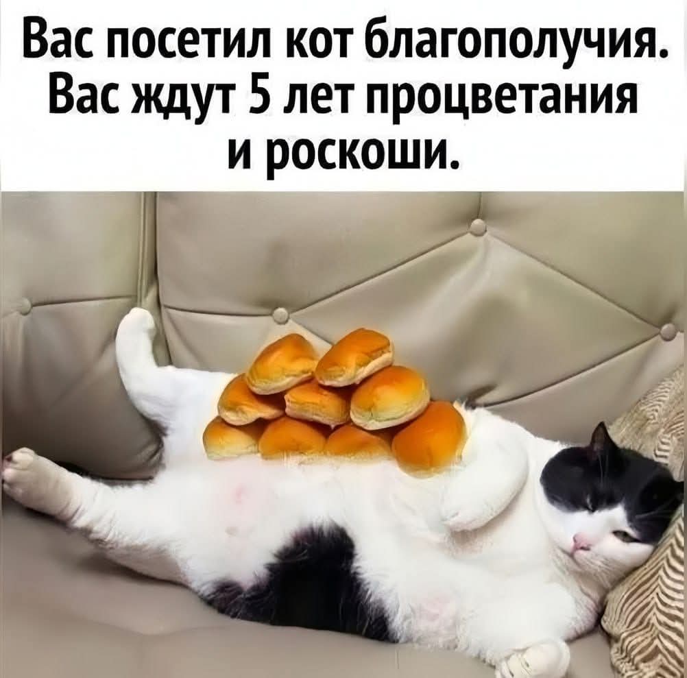 Муля, не нервируй... (@kapa07836928) on Twitter photo 