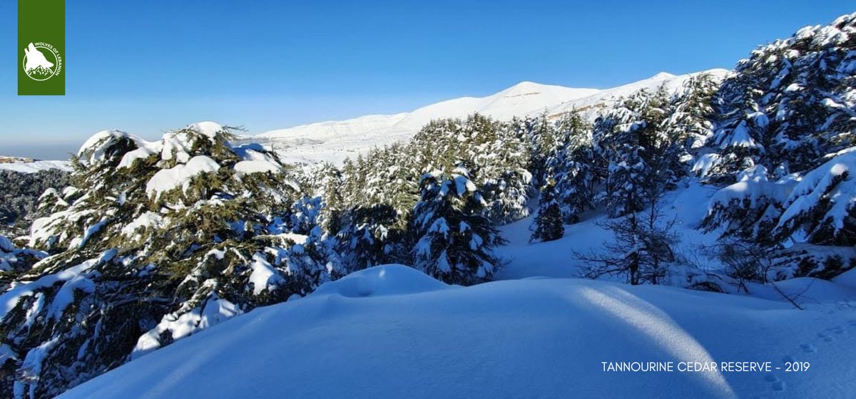WolvesofLebanon's tweet photo. 🌲 *Did You Know?* 
Cedar trees are not just a symbol of Lebanon; they also hold a connection to Christmas traditions!
Historically, cedar wood was valued for its strength and beauty, often used to build sacred places. 🌟 https://t.co/yxPH3NOSvV