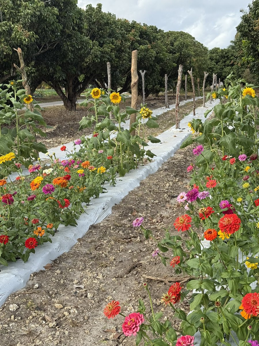 TeenasPrideCSA's tweet photo. Grow your garden dreams!🪴✨ Fresh Herbs, Kale, Lettuces, Basil, And a Variety of Vegetables, Vibrant Flowers, and Strong Seedlings- Straight from our farm to you. Farm is open every Saturday 10am-4pm!  19101 Sw 147th Ave https://t.co/JXLOtyJDDI
