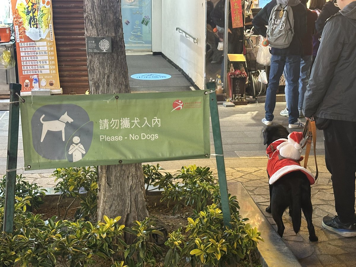 小狗也要过圣诞节！