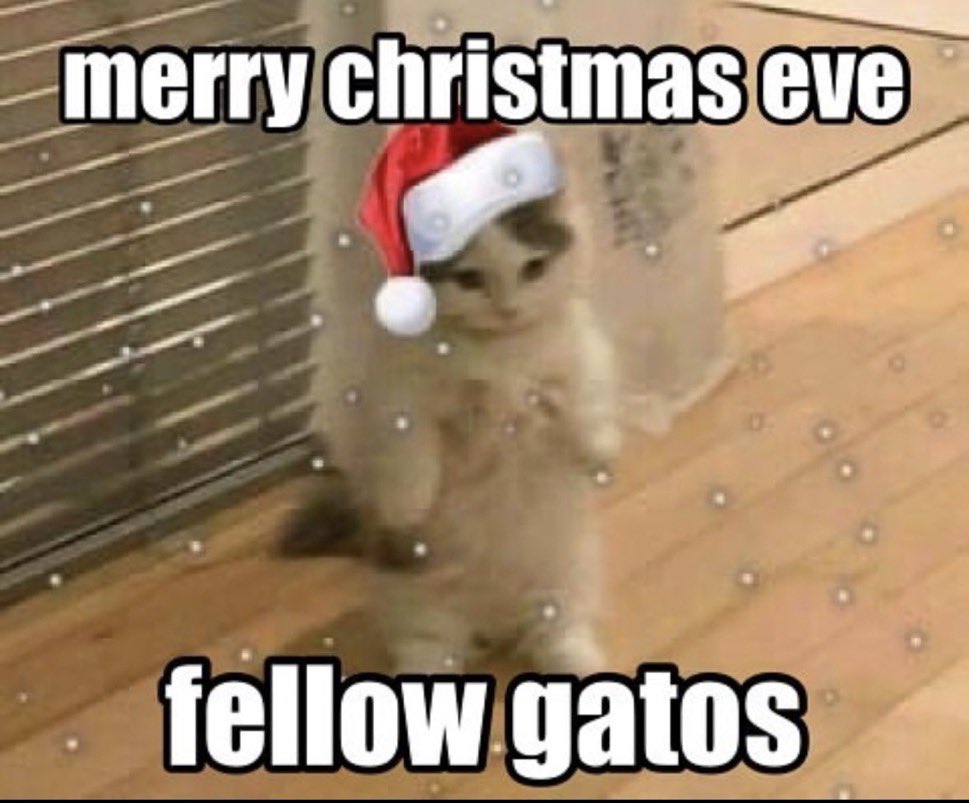 LiterallyMeCats (@literallymecats) on Twitter photo 