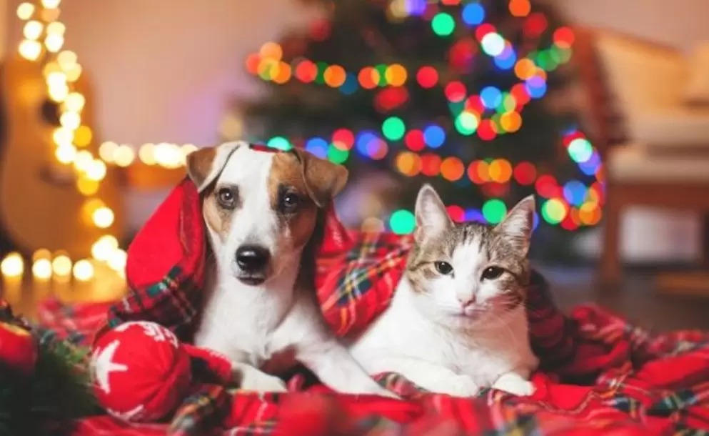 bigbangnw's tweet photo. 🐶🐱 Navidad y terror: las claves para cuidar a tus mascotas de los fuegos artificiales

👉🏻 "Celebremos de forma responsable y amigable con todos", BigBang dialogó con el refugio "Soy Animal".

✒️ Por @JimeeBaezz

(💣 Pirotecnia cero)

https://t.co/qcEA61Xo0Q https://t.co/NTHVcuaWbw