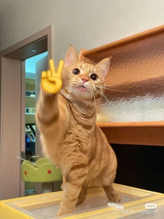✌️