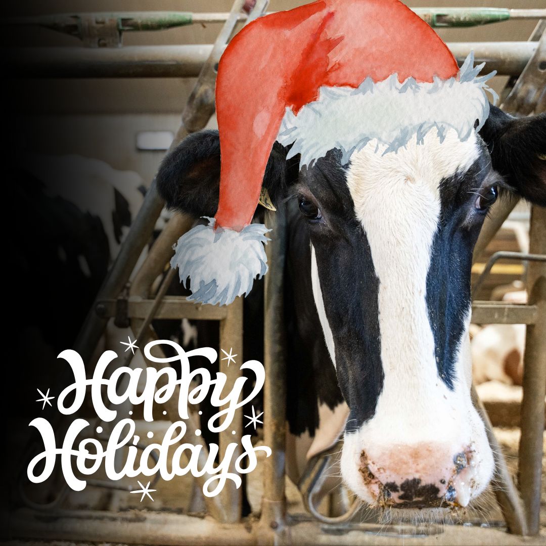 🐄🎄 Moo-rry Christmas &amp; Happy Holidays! From our herd to yours, we wish you joy, love, and laughter this season. ❤️ We’ll be back in the new year with more farm-fresh fun. Have an udderly amazing holiday! 🐮✨ Cheers to 2025! 🎉🥂