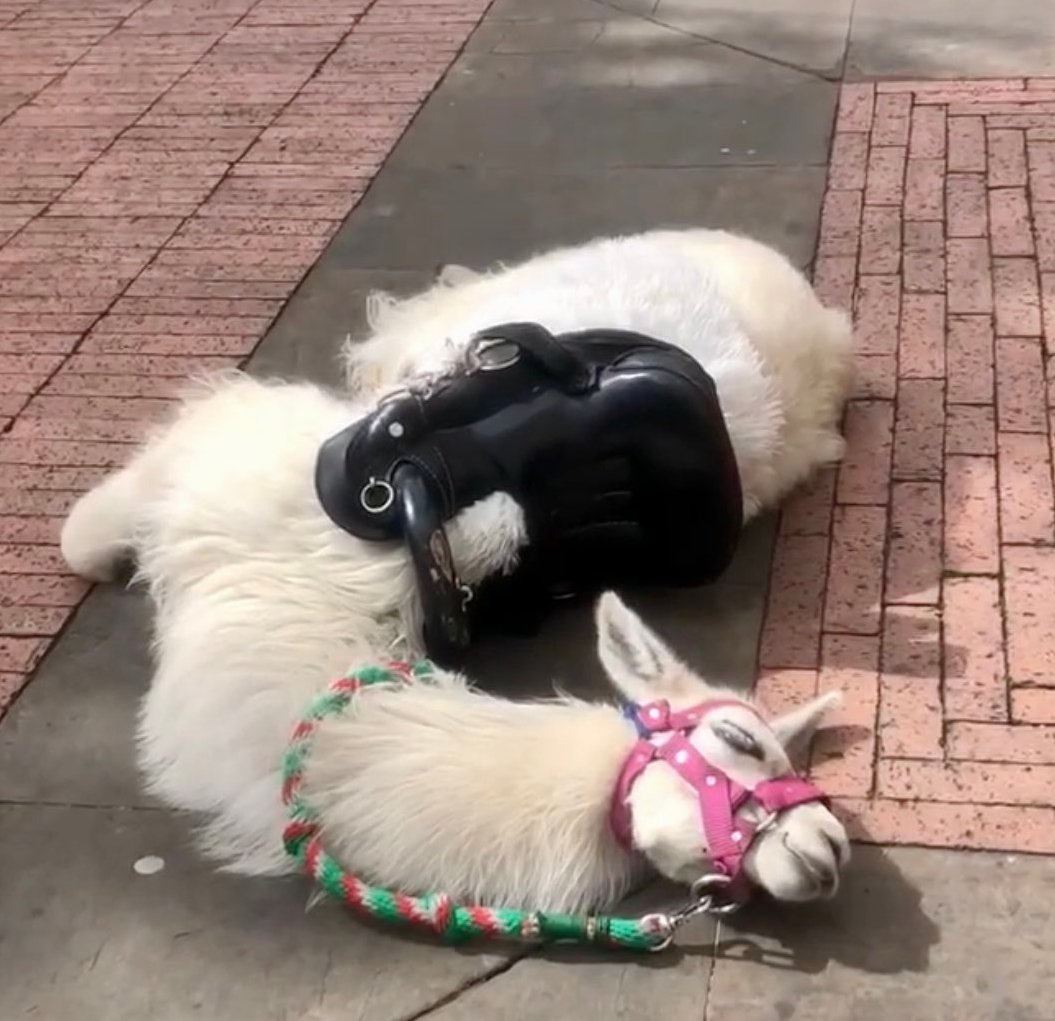 PlataformaALTO's tweet photo. Esta pobre llama cayó exhausta esta mañana en una plaza de Bogotá, después de ser usada por horas para pedir dinero😠.

Las llamas son explotadas de día y de noche en sitios como la Plaza de Bolívar ante la mirada indiferente de las autoridades

Alcalde @CarlosFGalan, hay que ponerle fin a esto.